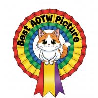 best aotw picture award 